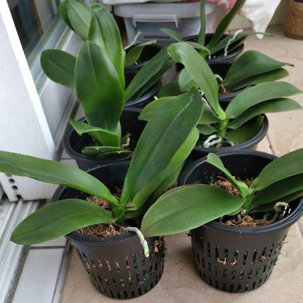 10Pcs Plastic Hydroponic Plant - Gardening Tools Plastic ulasan dan harga