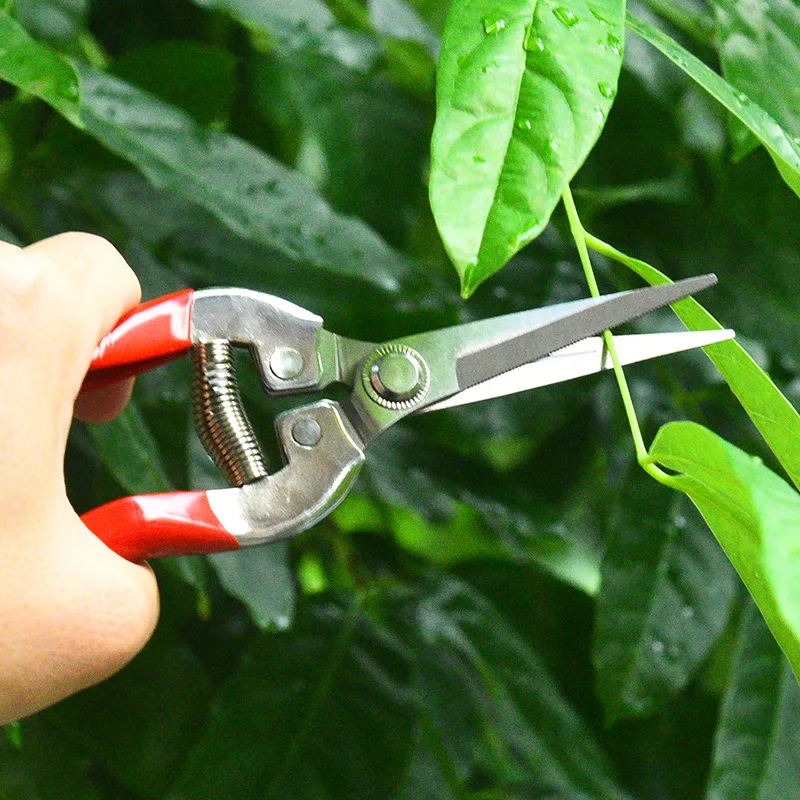 Stainless Steel Pruning Scisso - Gardening Tools For Women ulasan dan harga