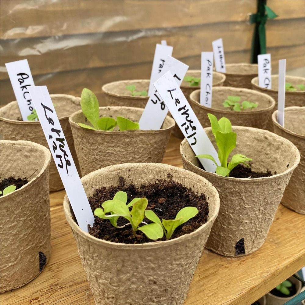 50PCS Biodegradable Plant Star - Seed Starter Trays ulasan dan harga